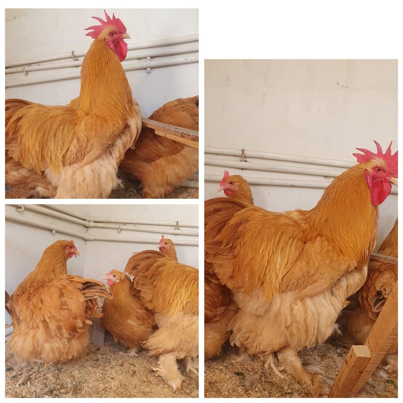 RIR HERITAGE EGGS - RIR COMMERCIAL PAIR - golden buff - Hens - 1112122906