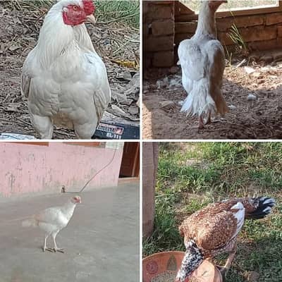 aseel murgha Madiyan for sale