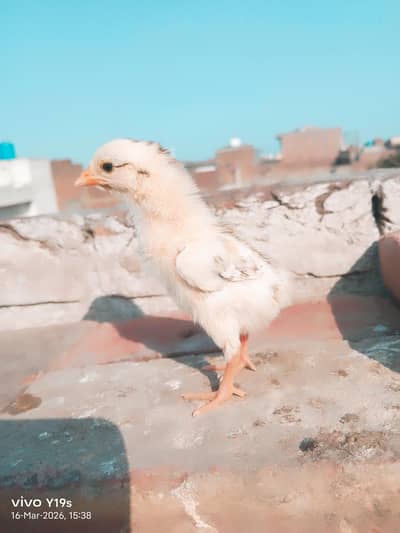 different colours available