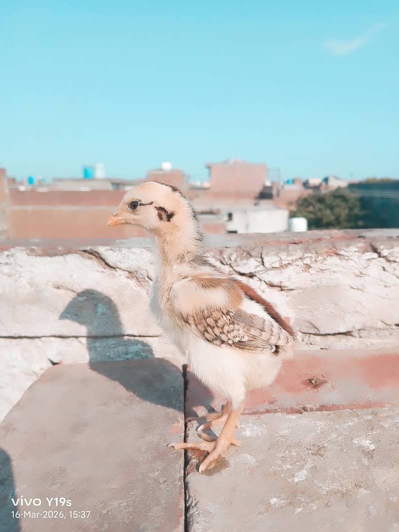 different colours available 2