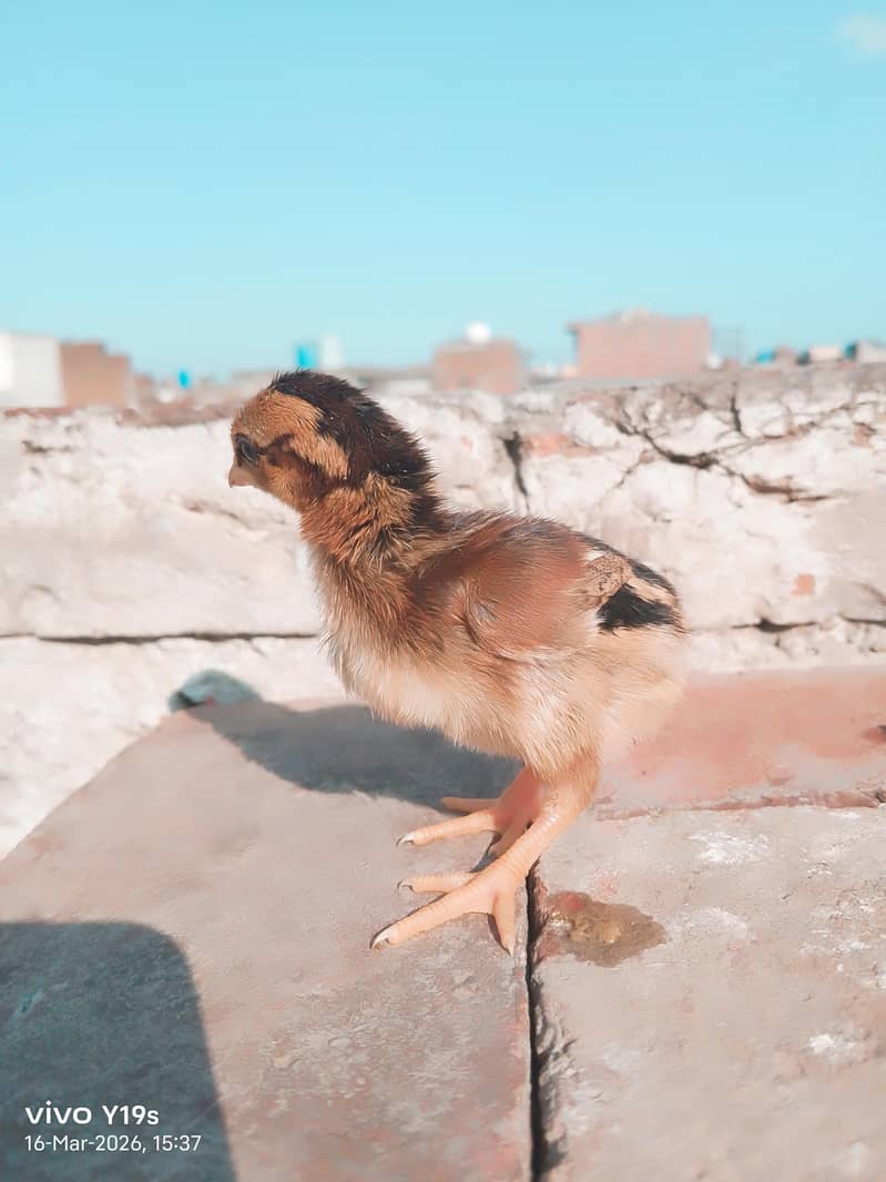 different colours available 3