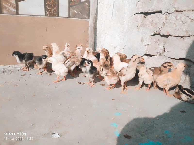 different colours available 4