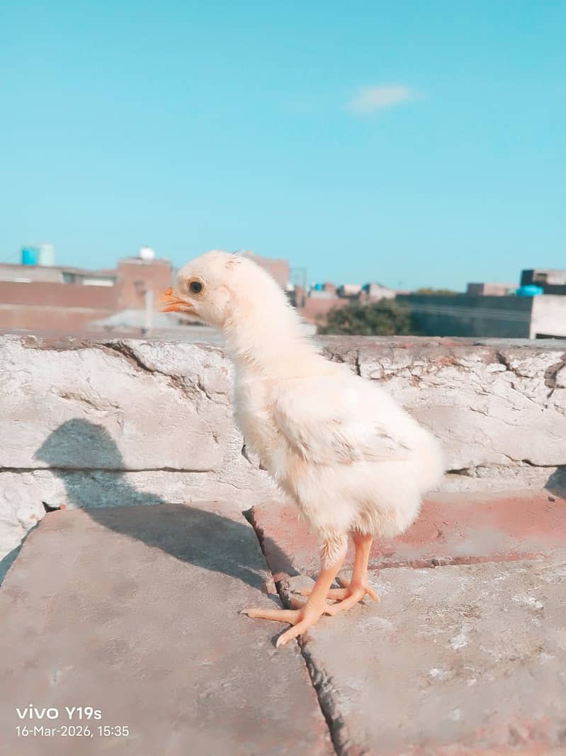 different colours available 6