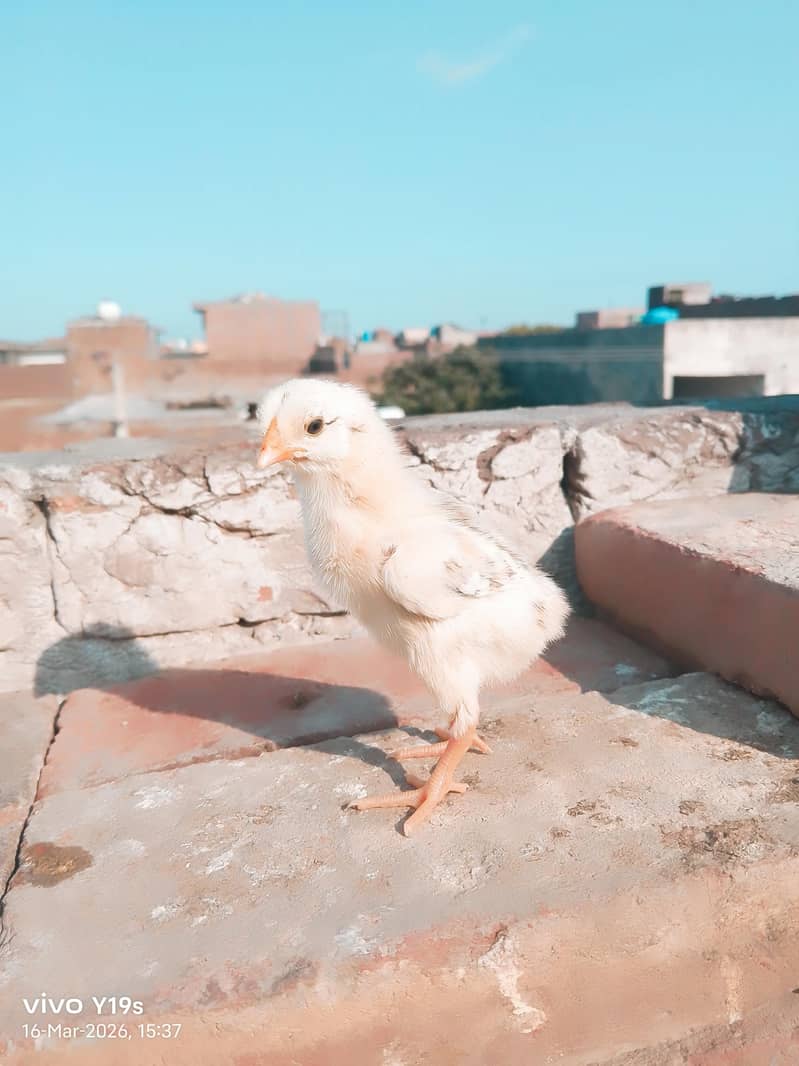 different colours available 7