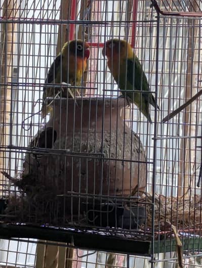 Fischer's Lovebirds with cage