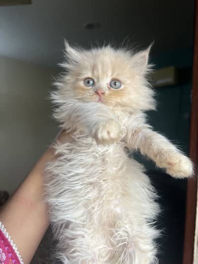Urgent sale Persian cat