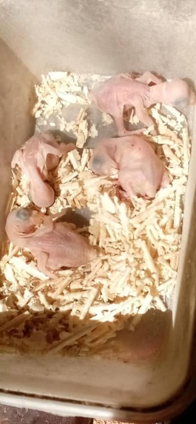 green parrot  Chick's