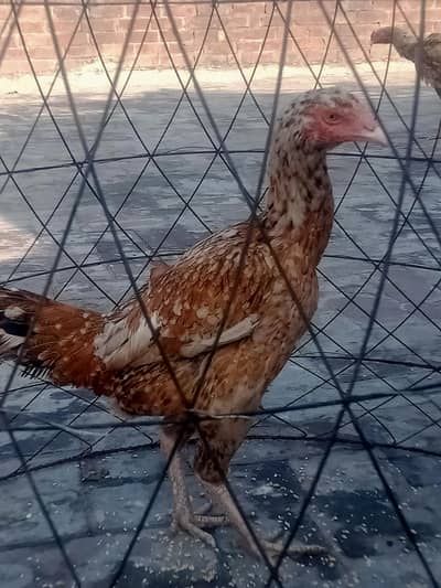 1 murghi 1 bache he 1 mont ka