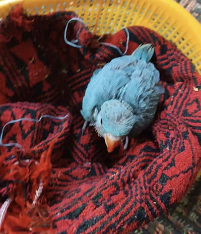 Blue Ringneck Baby For sell