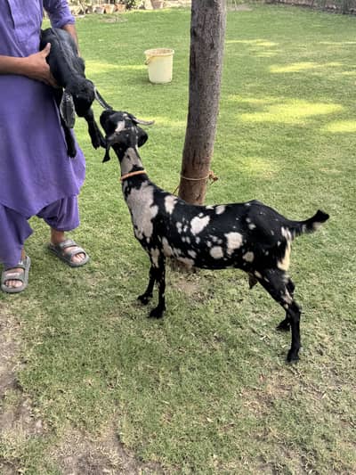 Commando tapri female with double Hadi Male kid