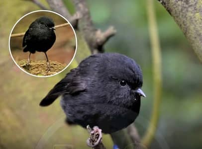 suzuki khyber for sale