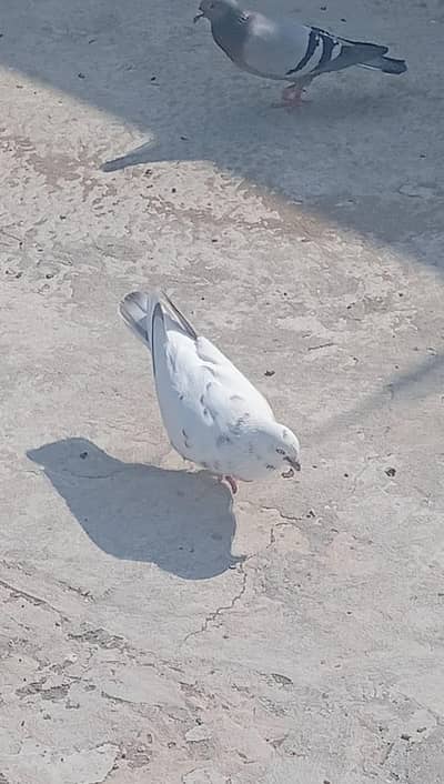 35 kabuter 9 hazar k