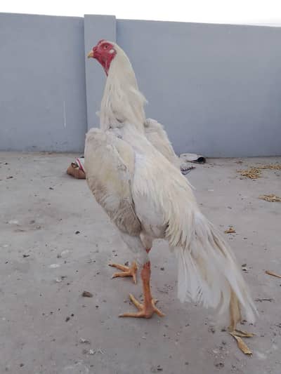shamo Male for sale
