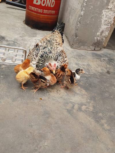 Aseel Hen with Chicks for Sale . 0321 4899264