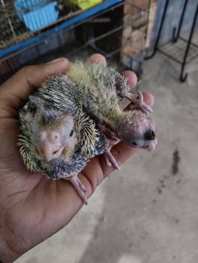 cocktail peral / eno and exhibition cocktail