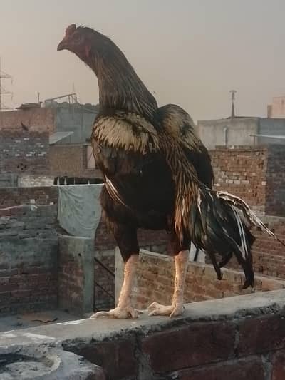 Amrohe murge or Pakistani aseel