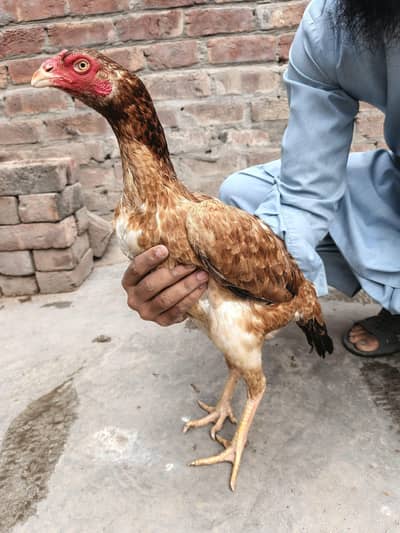 Outclass aseel Murghia