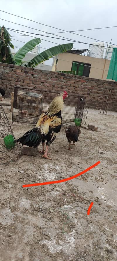 Aseel jawa male and female for sale