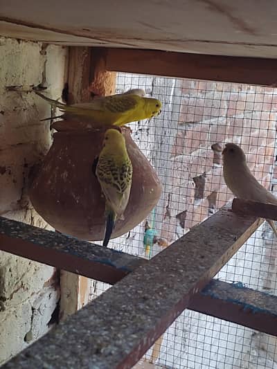 tcb pair Australian and red eyes breeder pair available hy