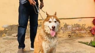 Siberian Husky / Male odd eyes / female blue eyes Available