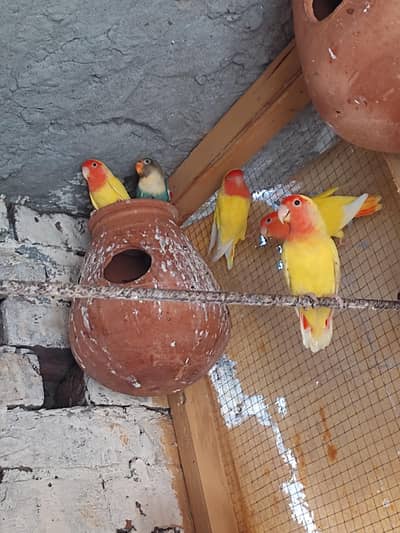 love birds and Australian  pair available hy
