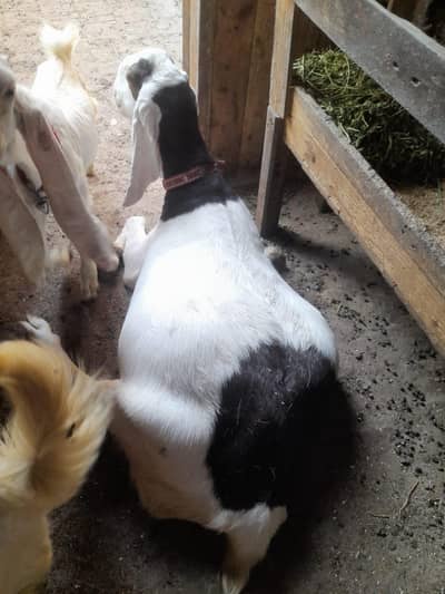 Gulabi Ablak bakri Heavy weight