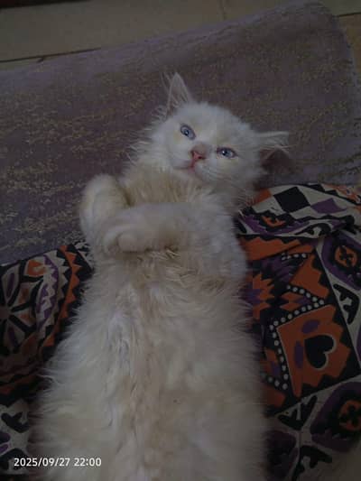 cat Persian