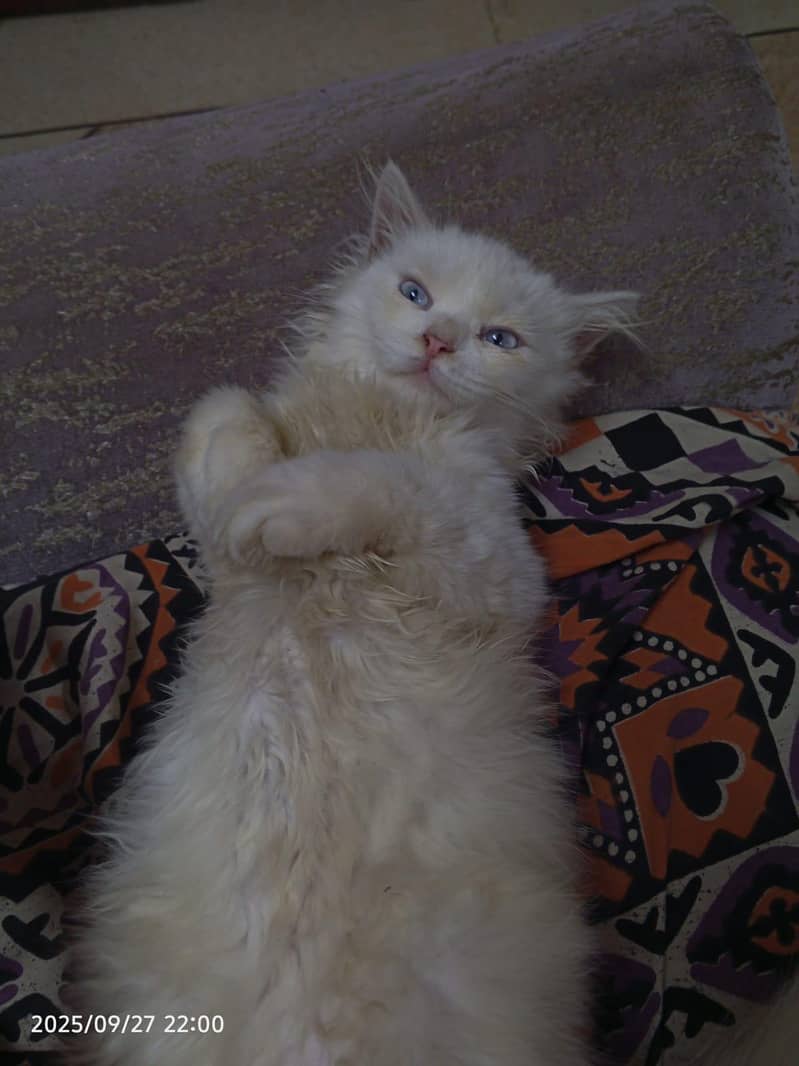 cat Persian 0