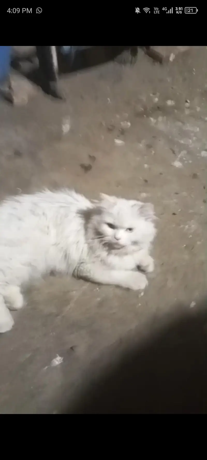 cat Persian — photo 2
