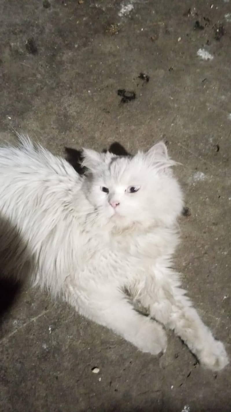 cat Persian 2