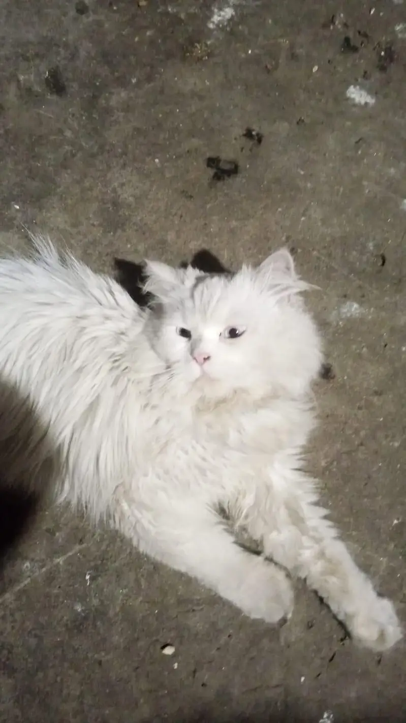 cat Persian — photo 3