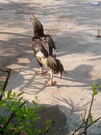 ASEEL MURGA FOR SALE. PURE MIAWALI. 03085372855.