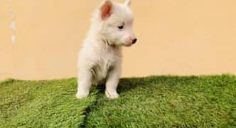 Russian dogs / Russian puppy Available