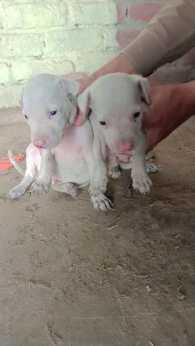 gultair quality waly puppies