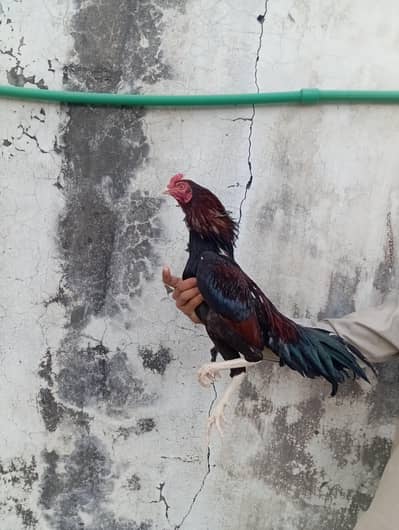 aseel hen/ amroha aseel