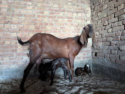 Pure beetal bakri with 2 baby goats
