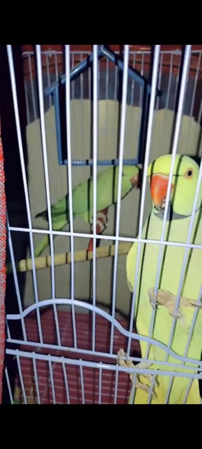 talking male and hand tamed