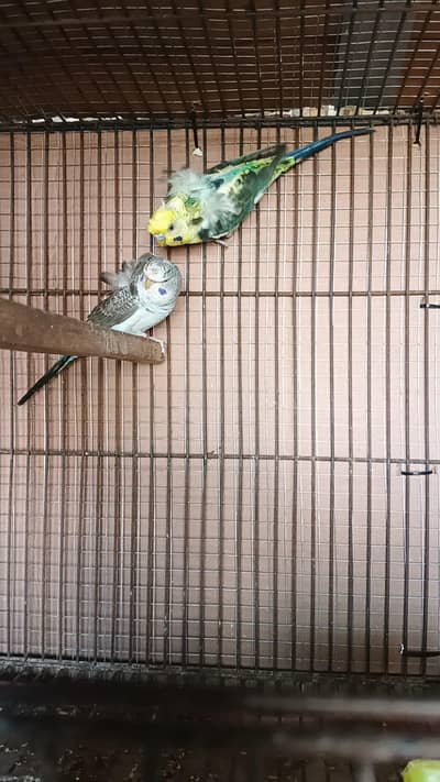 Rare Blackwing DF Hagoromo Budgie Pair for Sale