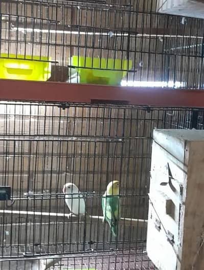 Love Birds Breeder Pairs