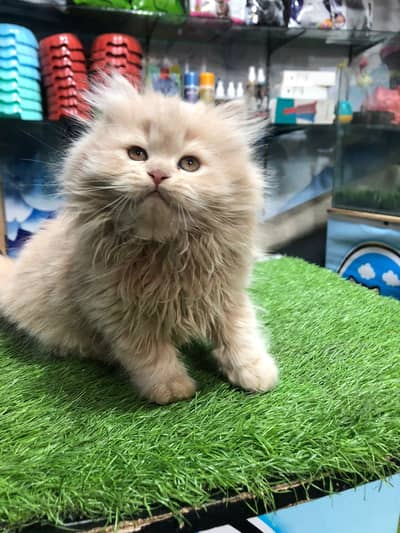 Persian kittens|triple Coated|Punch Face kittens /cute |white Cats