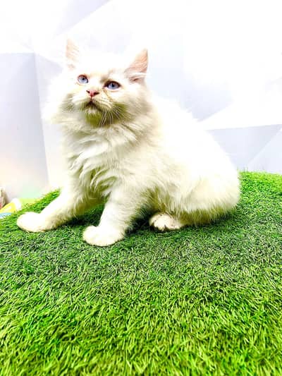 Persian kittens|triple Coated|Punch Face kittens /cute |white Cats
