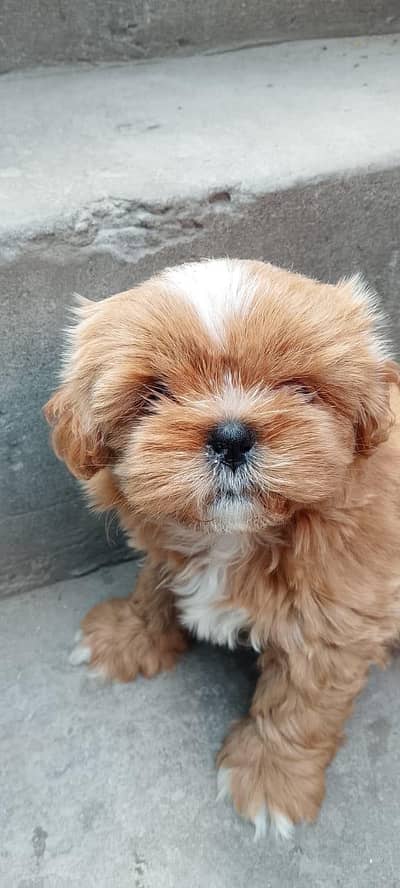 shirtzu female puppy available for sale