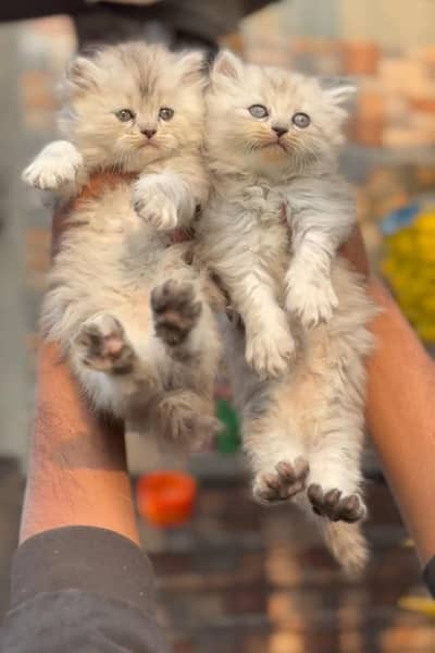 Persian kittens|triple Coated|Punch Face kittens /cute |white Cats