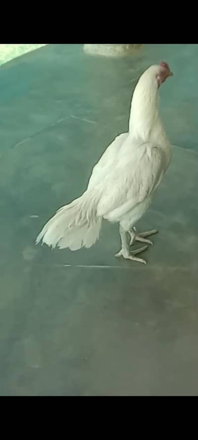 add  pora pr k phr rabta kry