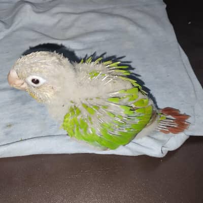 pineapple conure chicks for hand tame - 03214382921