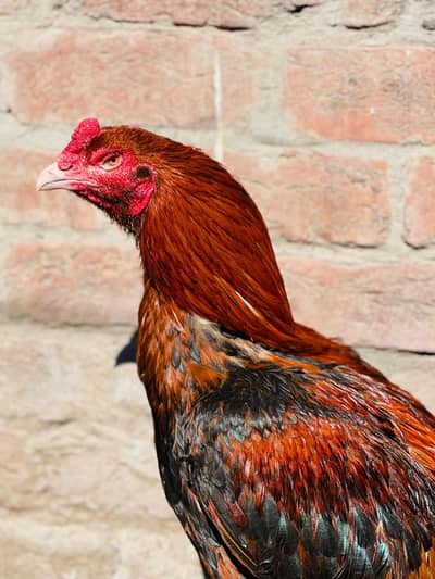 High Quality Tall Heighted Aseal