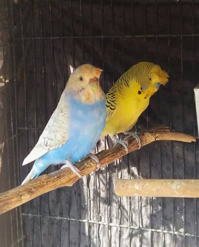 Sirf Eno cocktail females OR budgies male or pair available.