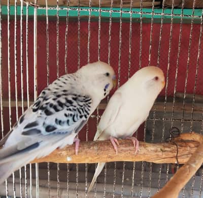 Sirf Eno cocktail females OR budgies male or pair available.