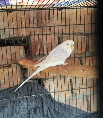 Eno cocktail females OR budgies male available.