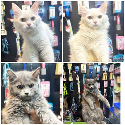 Pure Persian cats| triple long coated cats | cats For Sale